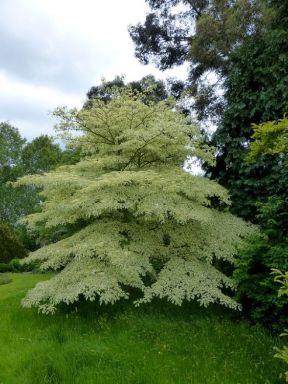 CORNUS CONTROVERSA VARIEGATA