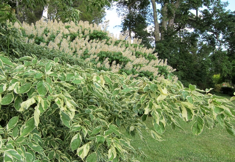 CORNUS CONTROVERSA VARIEGATA