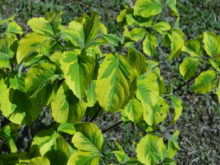 CORNUS FLORIDA RAINBOW