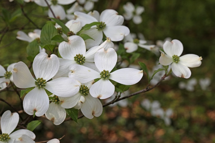 CORNUS FLORIDA RAINBOW