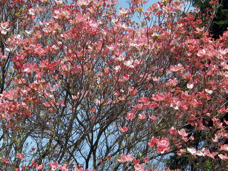CORNUS FLORIDA RUBRA
