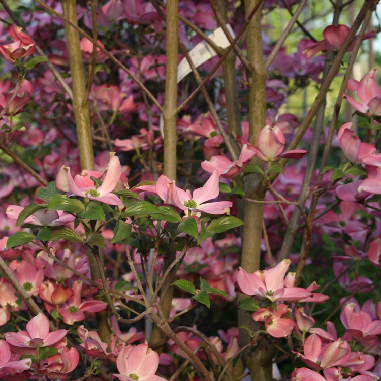 CORNUS FLORIDA RUBRA