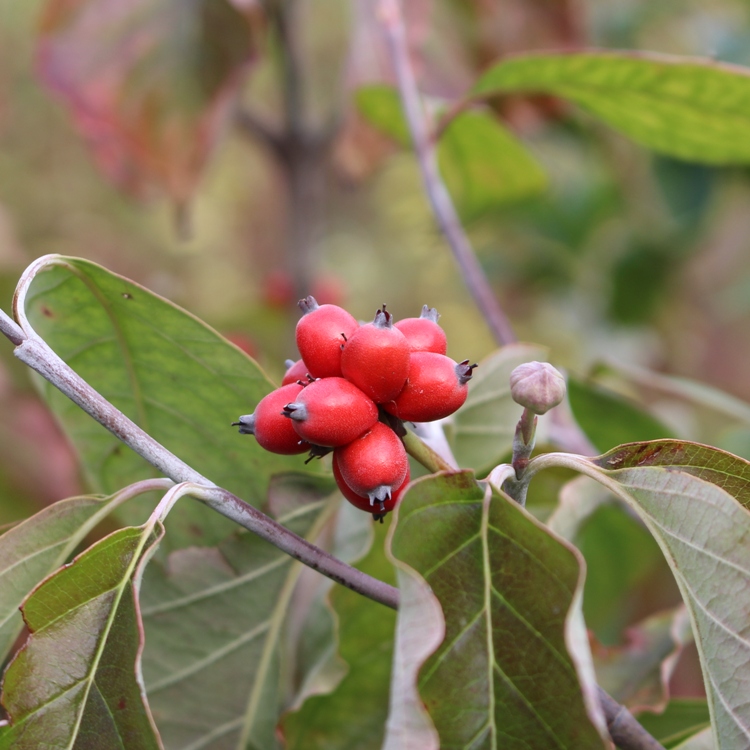 CORNUS FLORIDA RUBRA