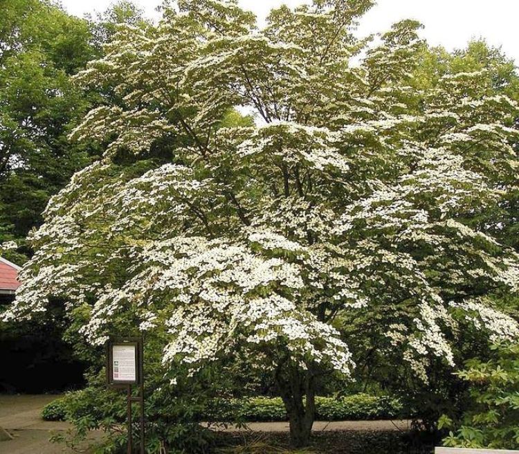 CORNUS KOUSA CHINENSIS
