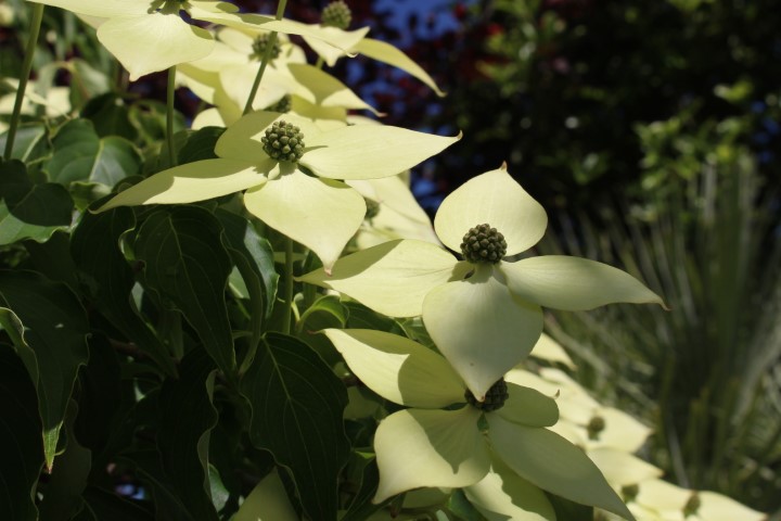 CORNUS KOUSA CHINENSIS