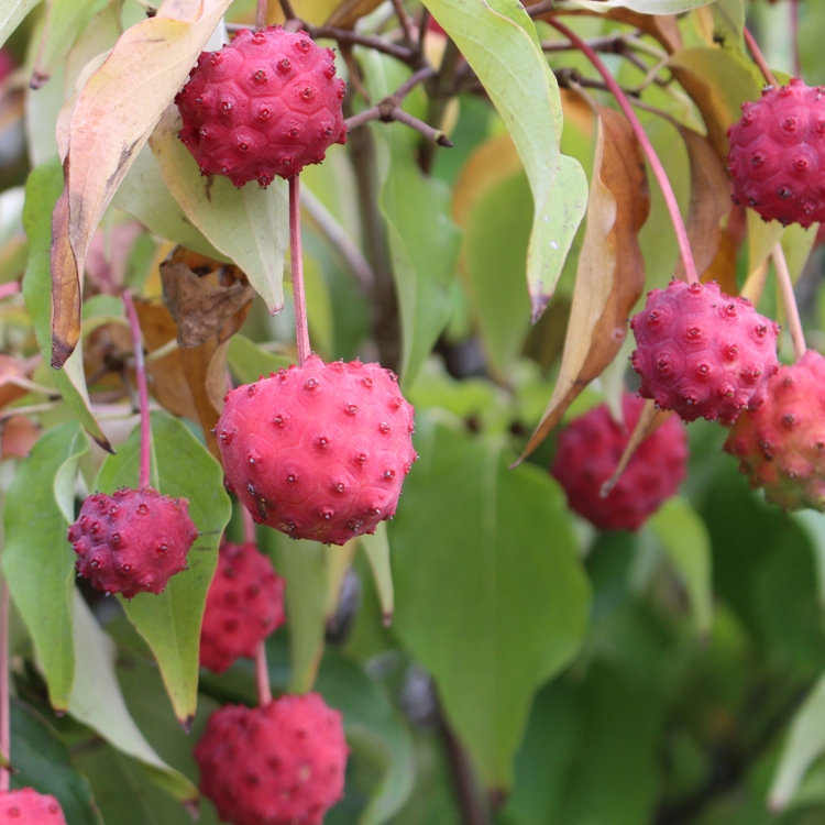 CORNUS KOUSA CHINENSIS
