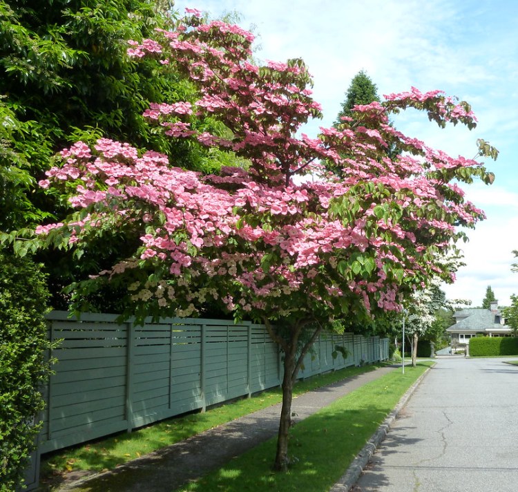 CORNUS KOUSA CHINENSIS SATOMI