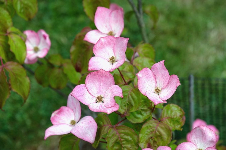 CORNUS KOUSA CHINENSIS SATOMI