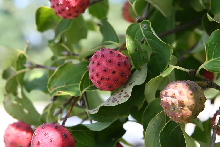 CORNUS KOUSA CHINENSIS SATOMI