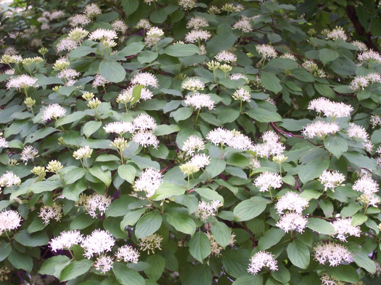 CORNUS SANGUINEA