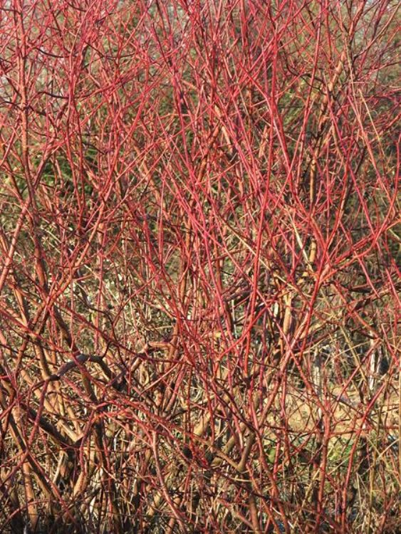 CORNUS SANGUINEA