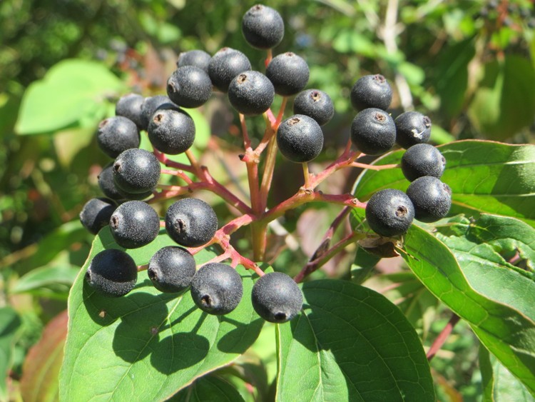 CORNUS SANGUINEA