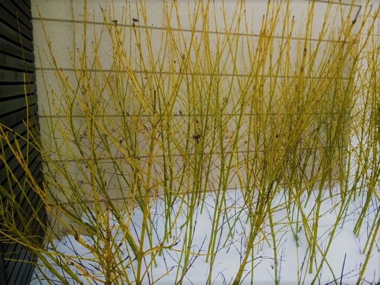 CORNUS SERICEA FLAVIRAMEA