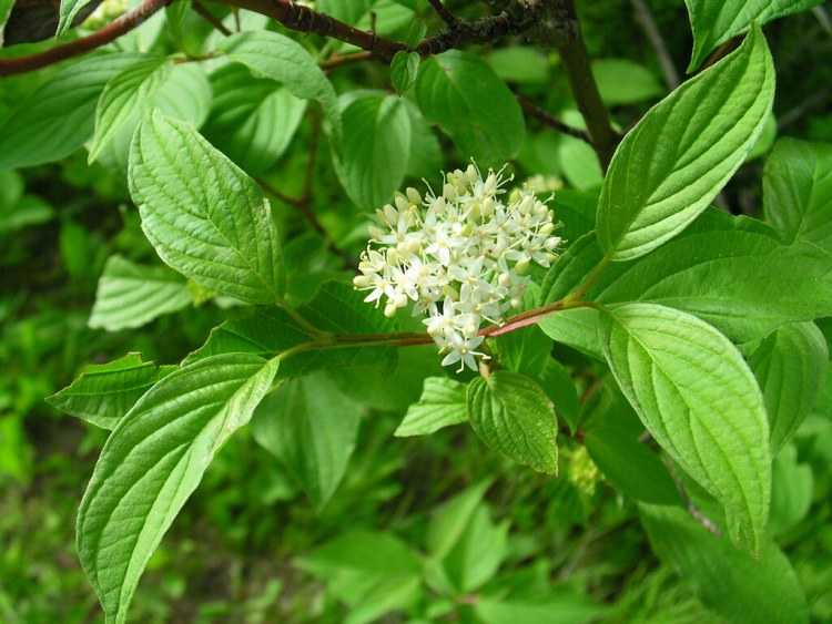 CORNUS SERICEA FLAVIRAMEA