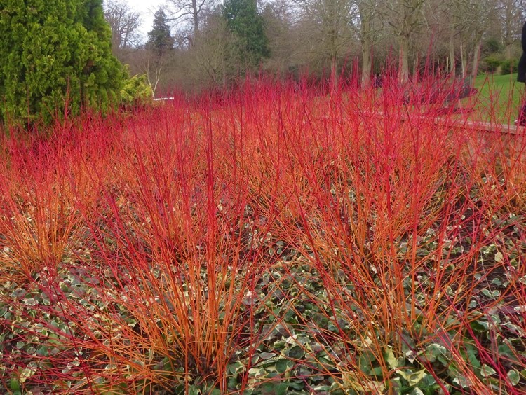 CORNUS SANGUINEA MIDWINTERFIRE