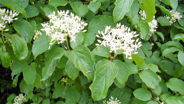 CORNUS SANGUINEA MIDWINTERFIRE