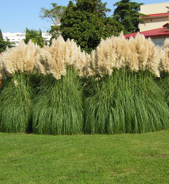 CORTADERIA SELLOANA