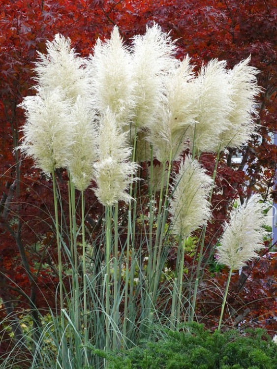 CORTADERIA SELLOANA