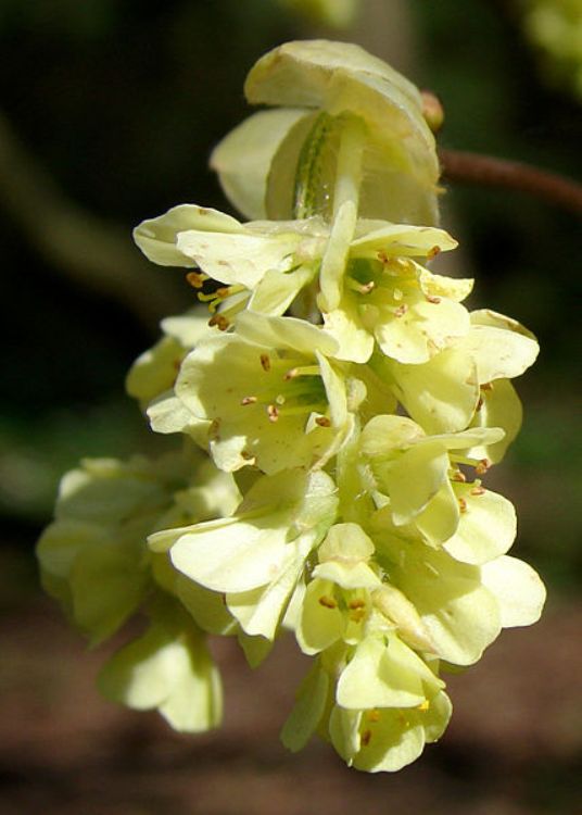 CORYLOPSIS PAUCIFLORA