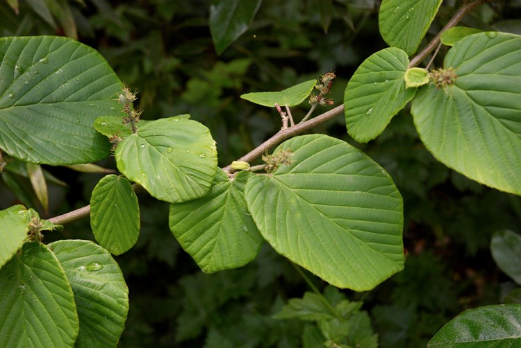 CORYLOPSIS PAUCIFLORA