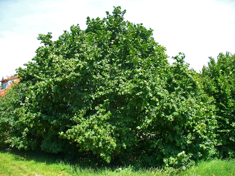 CORYLUS AVELLANA