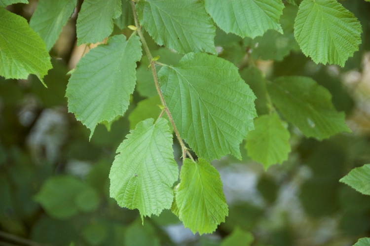 CORYLUS AVELLANA