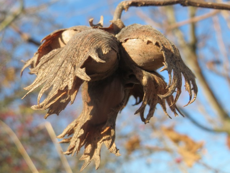 CORYLUS AVELLANA
