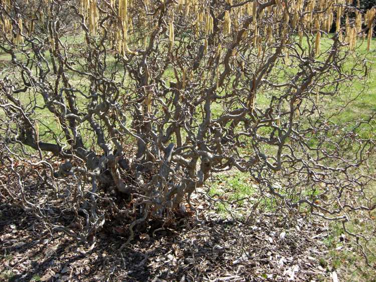 CORYLUS AVELLANA CONTORTA