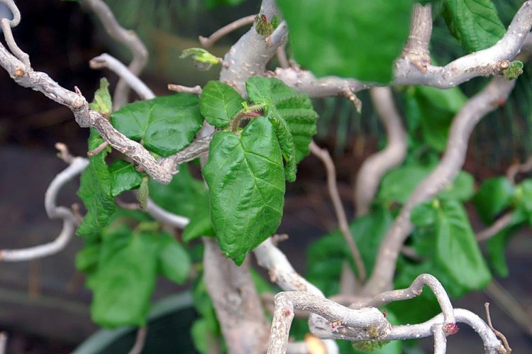 CORYLUS AVELLANA CONTORTA