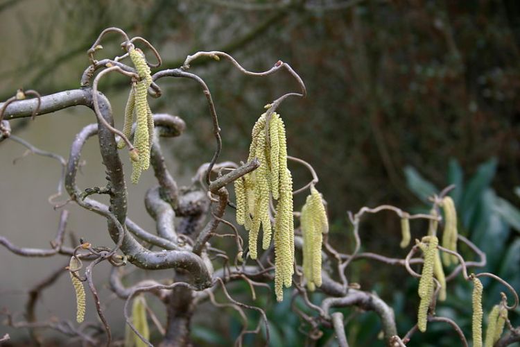 CORYLUS AVELLANA CONTORTA