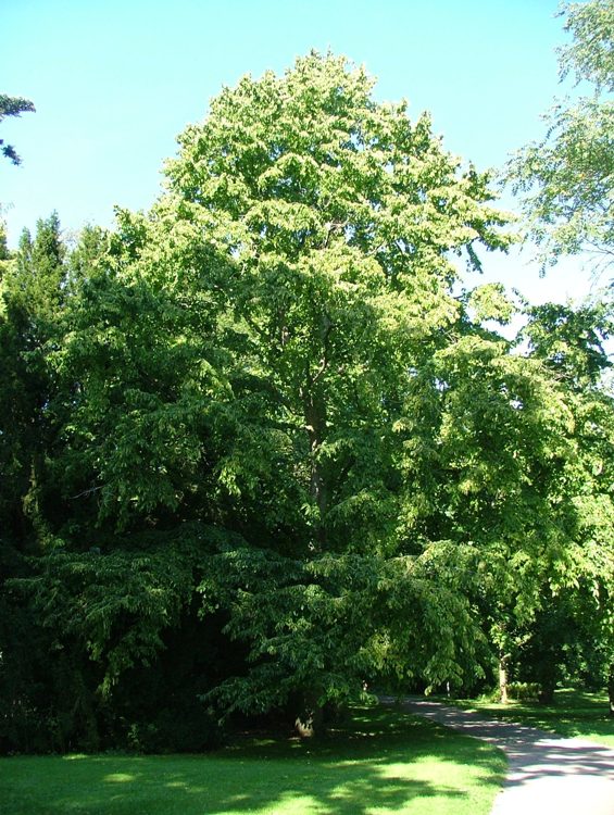 CORYLUS COLURNA