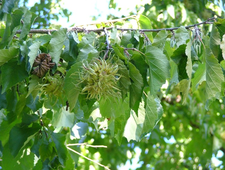 CORYLUS COLURNA