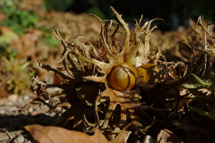 CORYLUS COLURNA