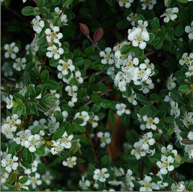 COTONEASTER CORAL BEAUTY