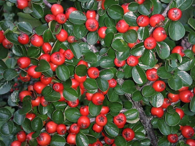 COTONEASTER CORAL BEAUTY