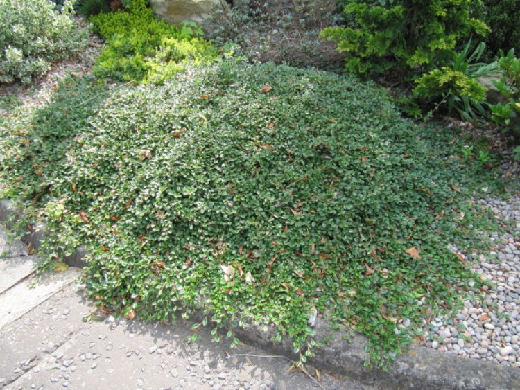 COTONEASTER DAMMERI RADICANS