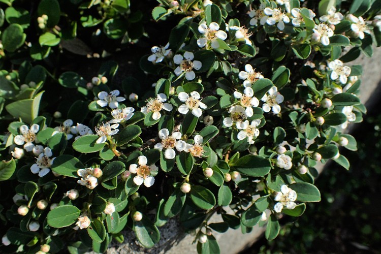 COTONEASTER DAMMERI RADICANS