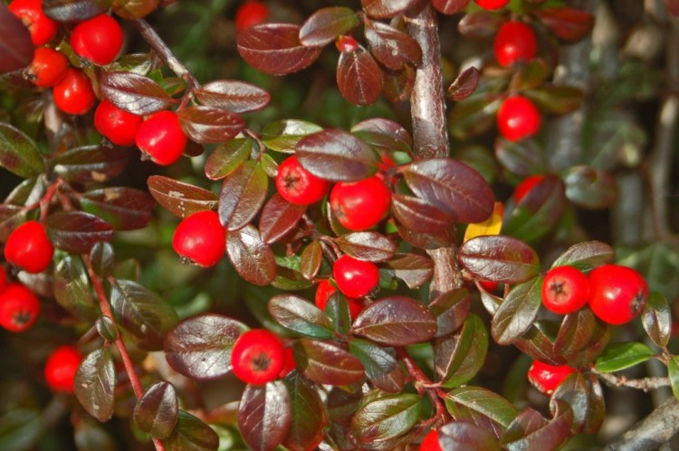 COTONEASTER DAMMERI RADICANS