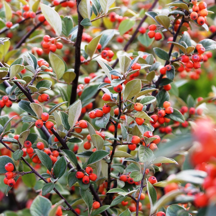 COTONEASTER FRANCHETTI