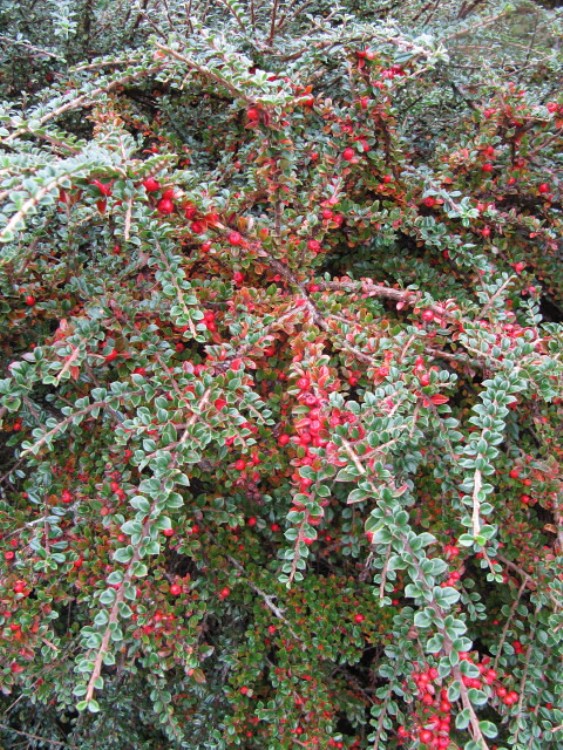 COTONEASTER HORIZONTALIS