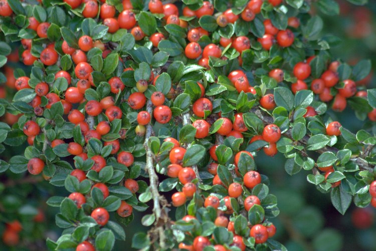COTONEASTER HORIZONTALIS