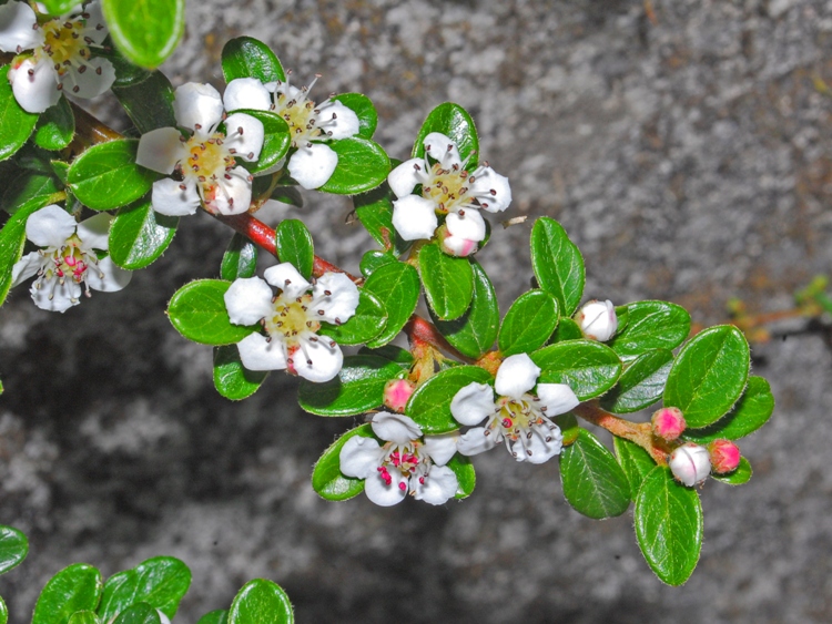 COTONEASTER HORIZONTALIS