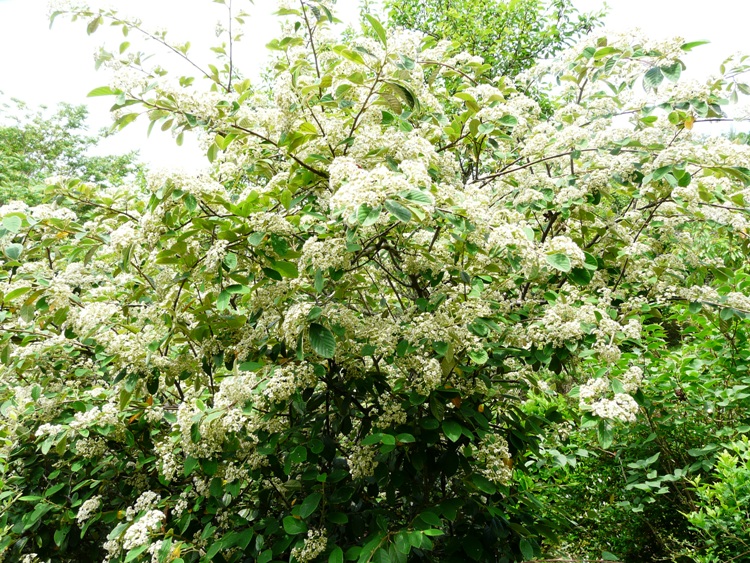 COTONEASTER LACTEUS