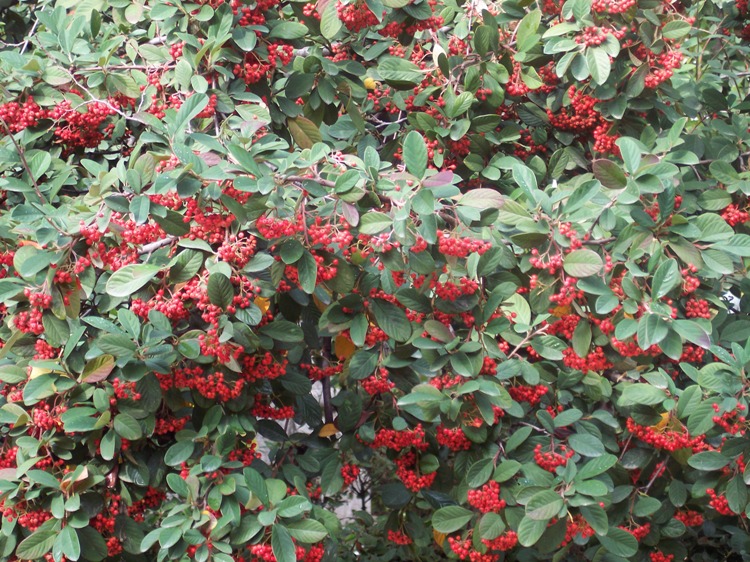 COTONEASTER LACTEUS