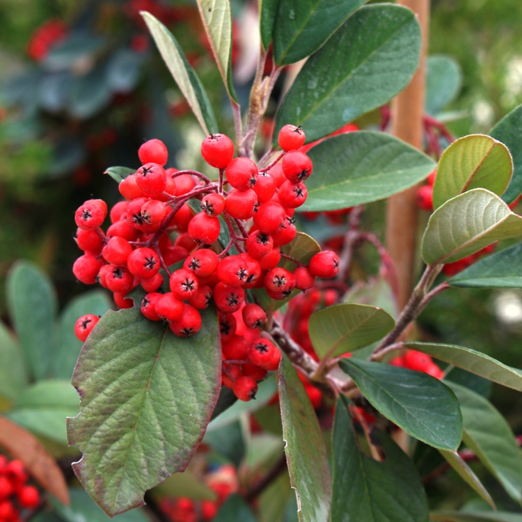 COTONEASTER LACTEUS