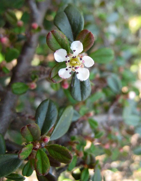 COTONEASTER MICR. STREIB'S FINDLING