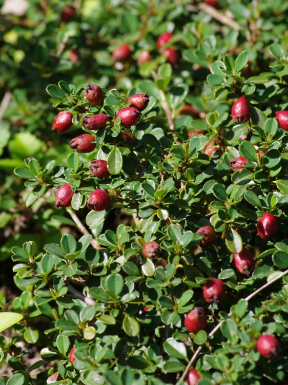 COTONEASTER MICR. STREIB'S FINDLING