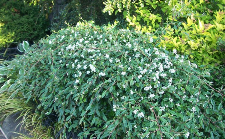 COTONEASTER SALICIFOLIA REPENS