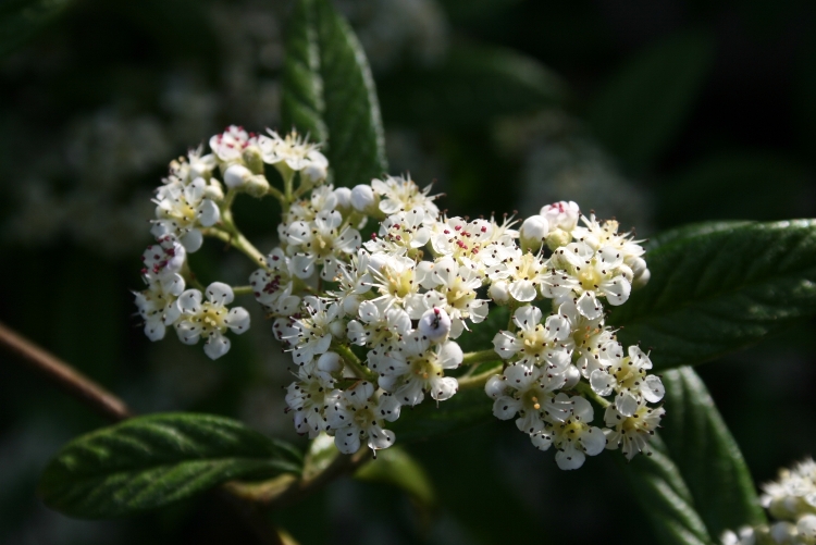 COTONEASTER SALICIFOLIA REPENS