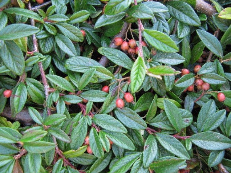 COTONEASTER SALICIFOLIA REPENS
